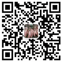 青岛旭良粮薯专业合作社