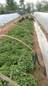 龙薯九号地瓜苗上市