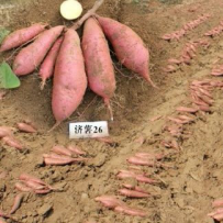 济薯26