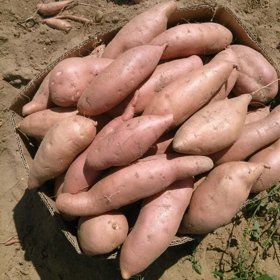 龙薯九号春地瓜