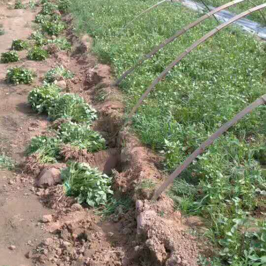 优质脱毒龙薯九号