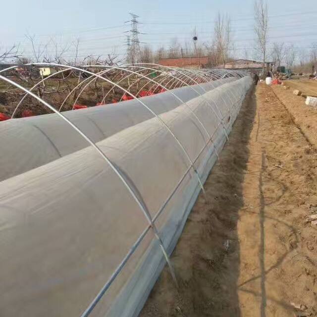 龙薯九号育苗开始