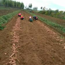 红香蕉秋地瓜上市