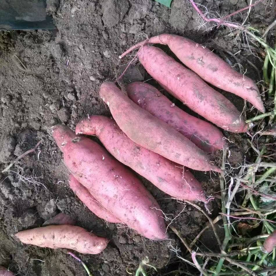 济薯26秋地瓜上市