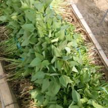 脱毒龙薯九号地瓜苗