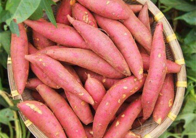 红薯为何成为“冠军菜”