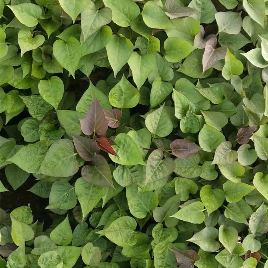 栗子香种植基地