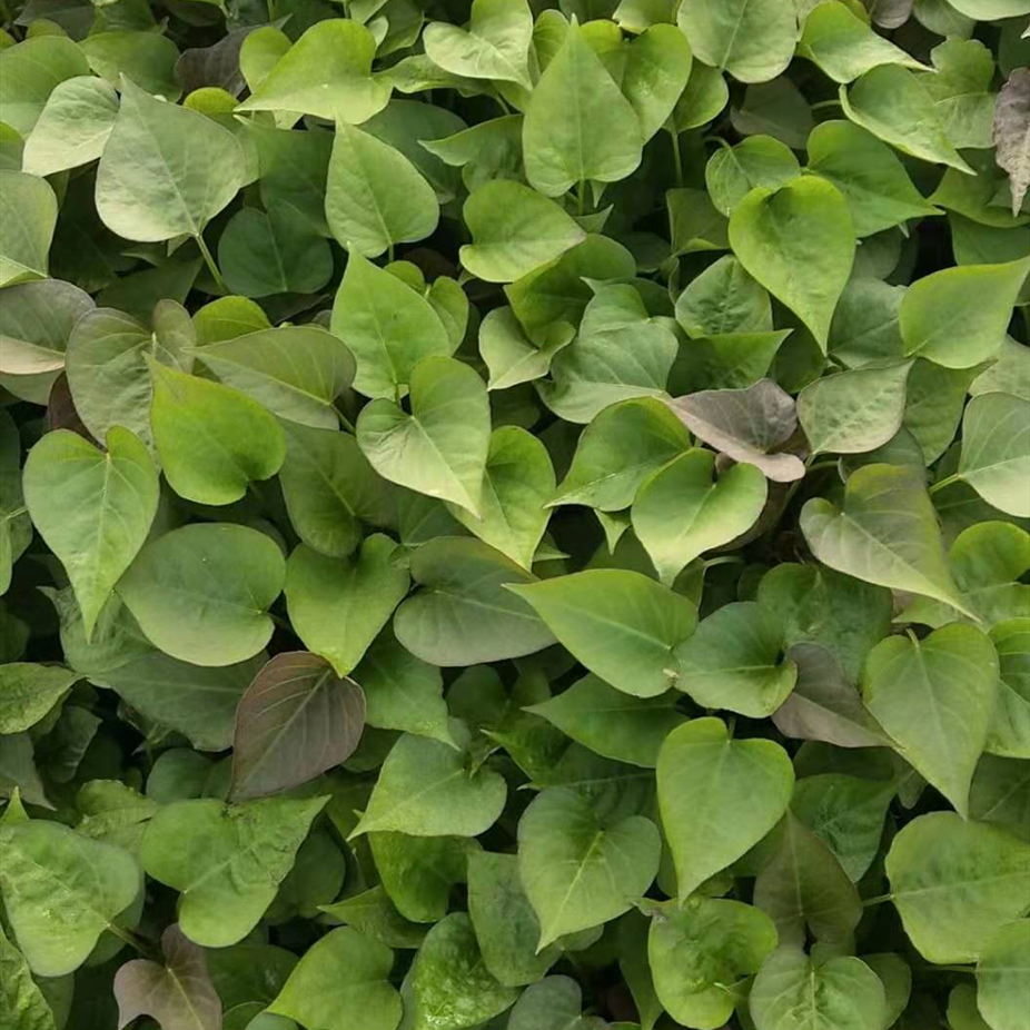 龙薯九号种植基地