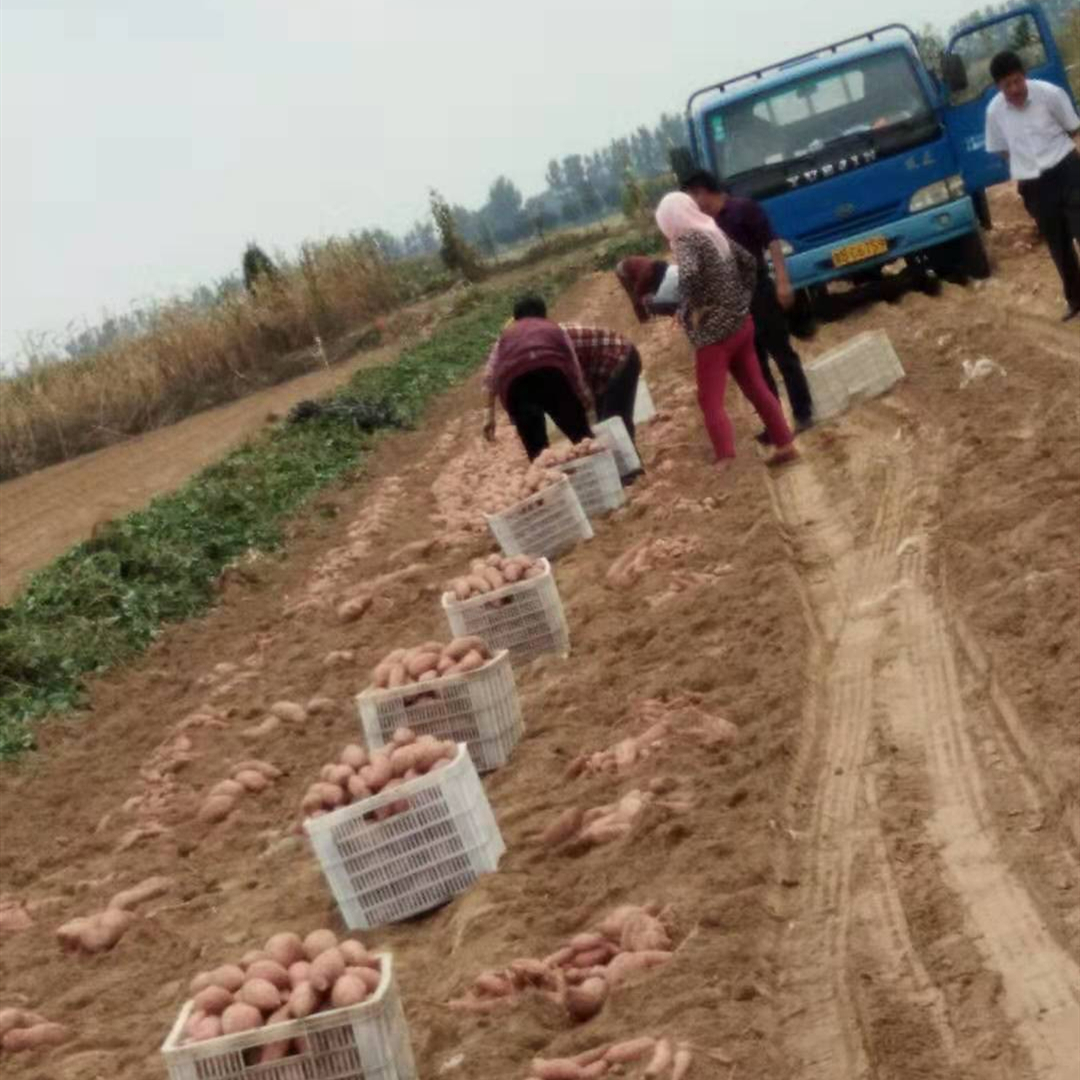 种植基地大丰收