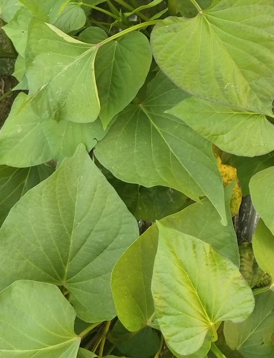 新品种红瑶地瓜苗