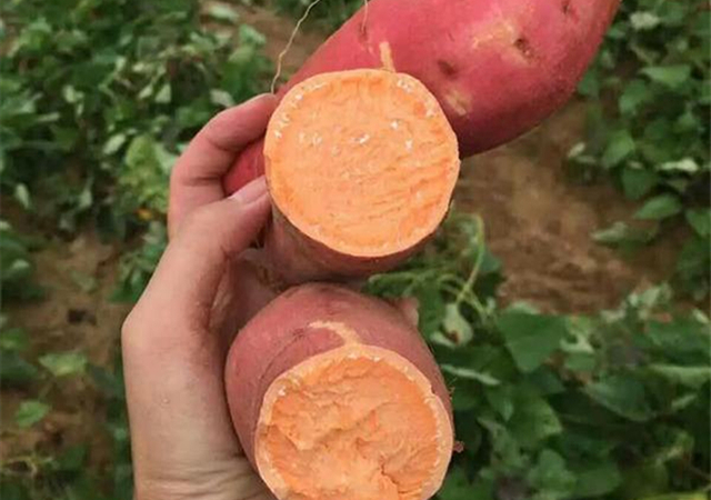 热烈庆祝本合作社红薯、紫薯、萝卜销往