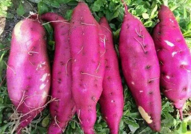 原来红薯作用这么大？