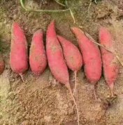 西瓜红种植基地